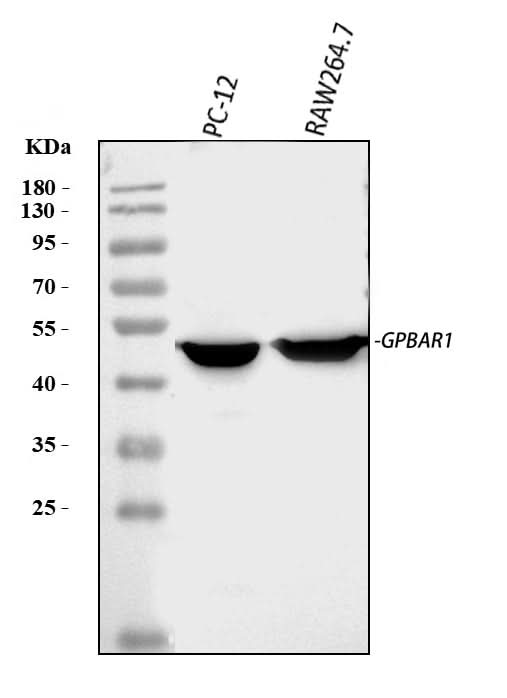 Anti-GPCR TGR5/GPBAR1 Antibody Picoband® Boster Bio