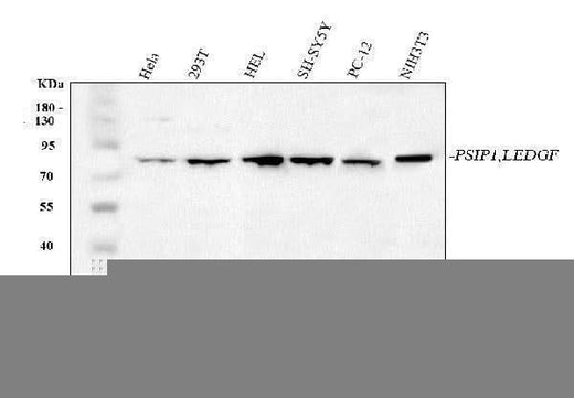 Anti-PSIP1 Antibody Picoband® Boster Bio