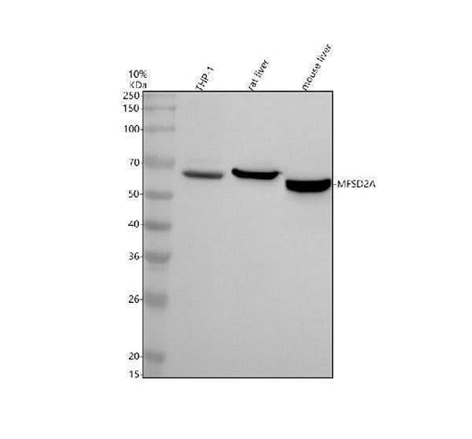 Anti-MFSD2A Antibody Picoband® Boster Bio