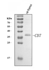 Anti-Cd7 Antibody Picoband® Boster Bio