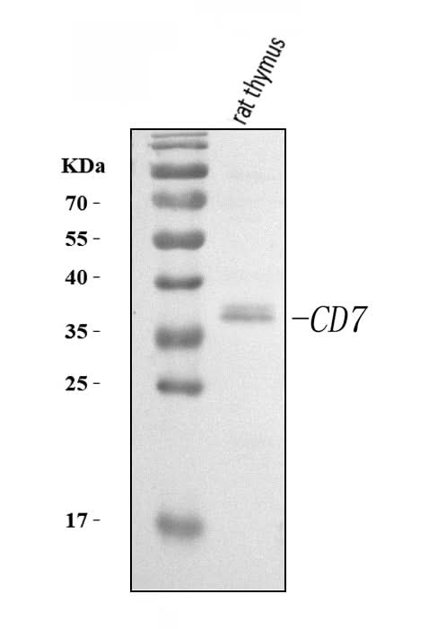 Anti-Cd7 Antibody Picoband® Boster Bio