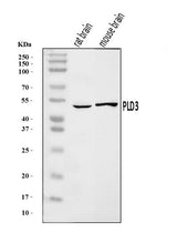 Anti-PLD3 Antibody Picoband® Boster Bio