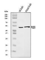 Anti-PLD3 Antibody Picoband® Boster Bio
