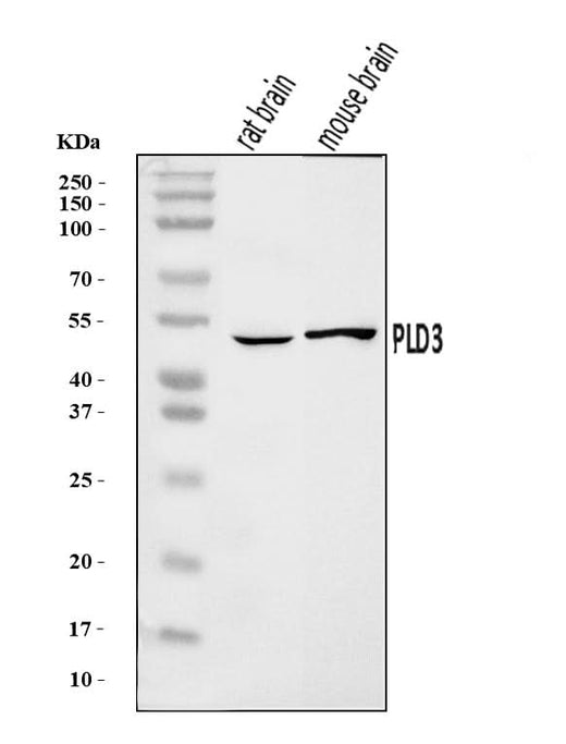 Anti-PLD3 Antibody Picoband® Boster Bio