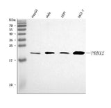 Anti-peroxiredoxin 2/PRDX2 Antibody Picoband® Boster Bio