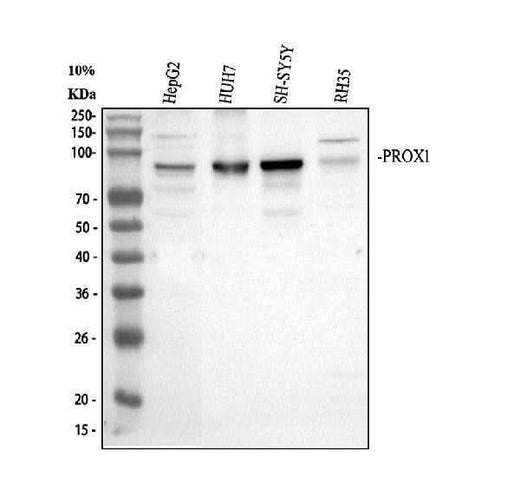 Anti-PROX1 Antibody Picoband® Boster Bio