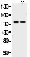 Anti-GAB1 Antibody Picoband® Boster Bio