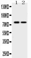 Anti-GAB1 Antibody Picoband® Boster Bio