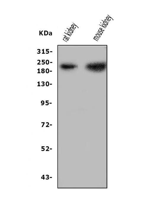 Anti-Nephrin/NPHS1 Antibody Picoband® Boster Bio
