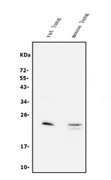 Anti-Prosurfactant Protein C/SFTPC Antibody Picoband® Boster Bio