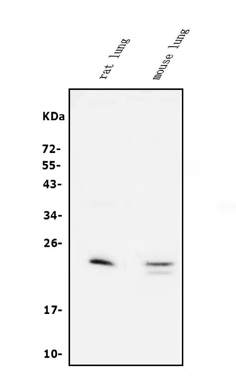 Anti-Prosurfactant Protein C/SFTPC Antibody Picoband® Boster Bio