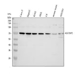 Anti-IGF2BP2 Antibody Picoband® Boster Bio