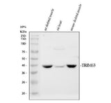 Anti-MURF1/TRIM63 Antibody Picoband® Boster Bio