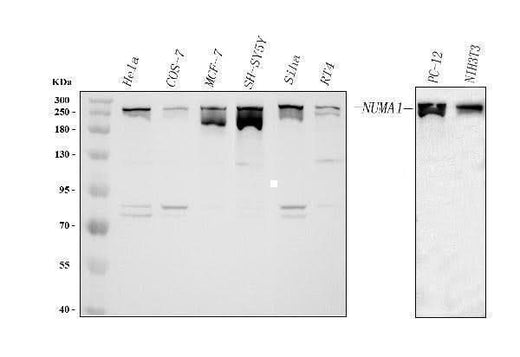 Anti-NUMA/NUMA1 Antibody Picoband® Boster Bio