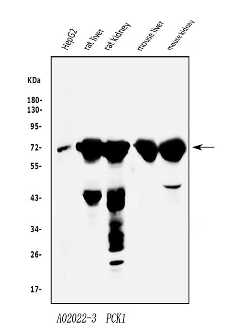 Anti-PCK1/PEPC Antibody Picoband® Boster Bio