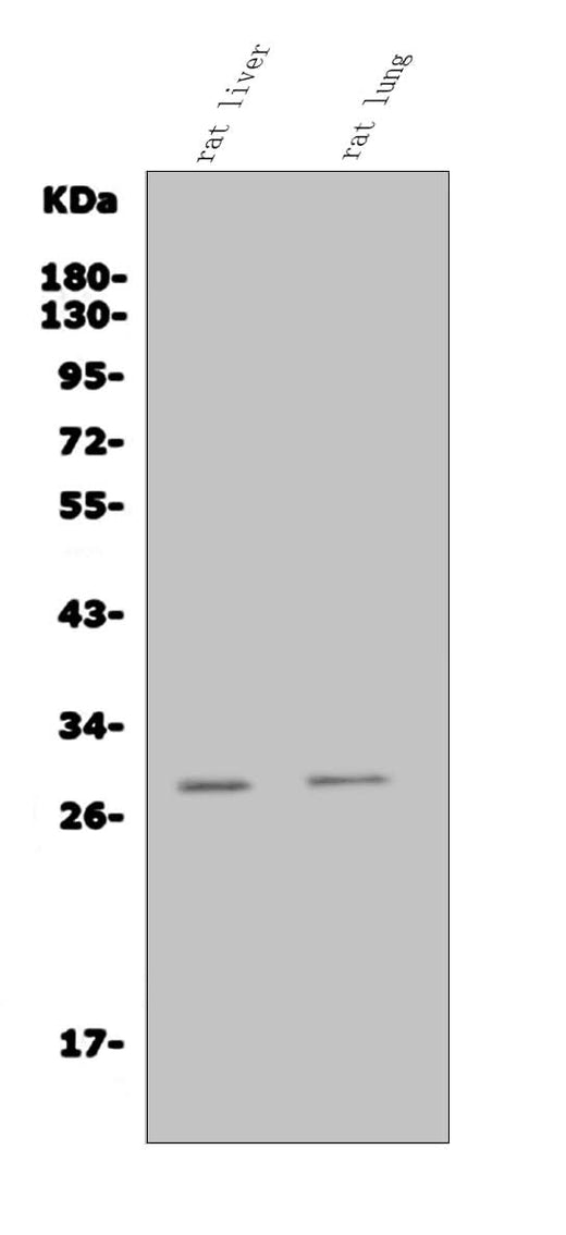 Anti-Insig1 Antibody Picoband® Boster Bio