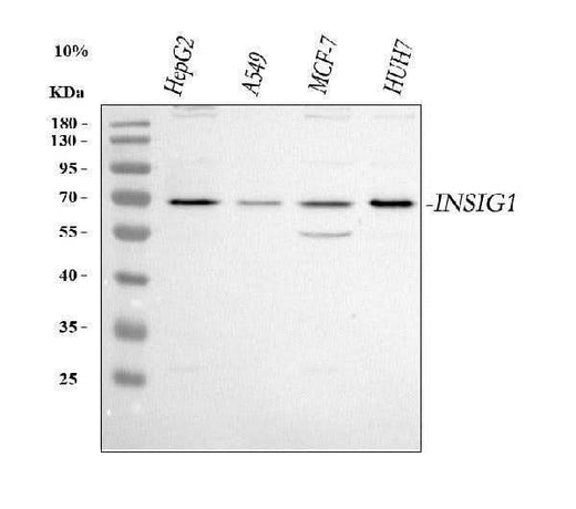 Anti-INSIG1 Antibody Picoband® Boster Bio