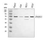 Anti-INSIG1 Antibody Picoband® Boster Bio