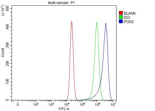 Anti-PON2 Antibody Picoband® Boster Bio