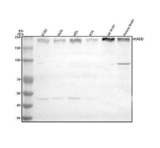 Anti-MADD Antibody Picoband® Boster Bio