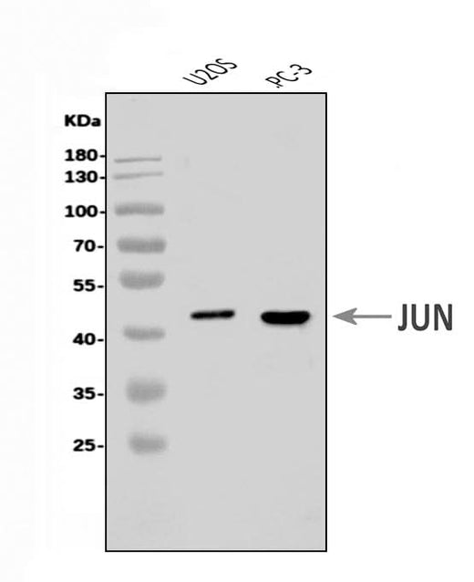 Anti-c-Jun/JUN Antibody Picoband® Boster Bio