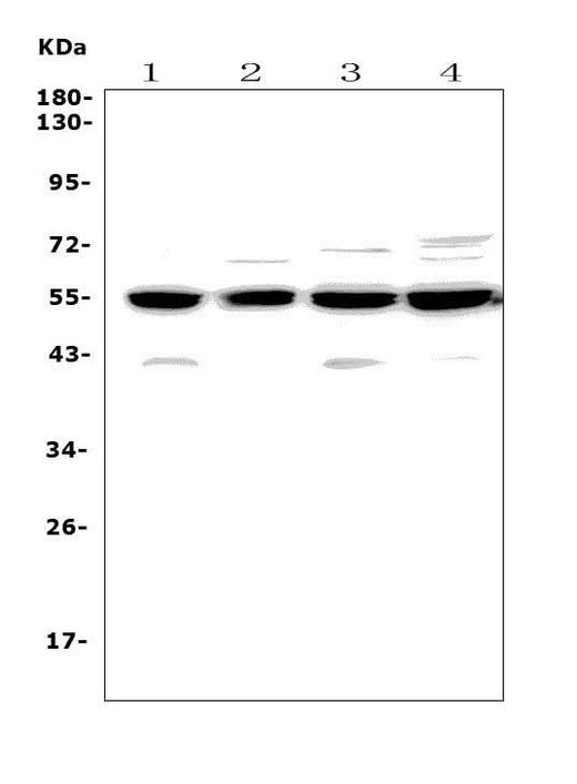 Anti-Cyclin B2/CCNB2 Antibody Picoband® Boster Bio