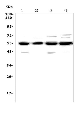 Anti-Cyclin B2/CCNB2 Antibody Picoband® Boster Bio
