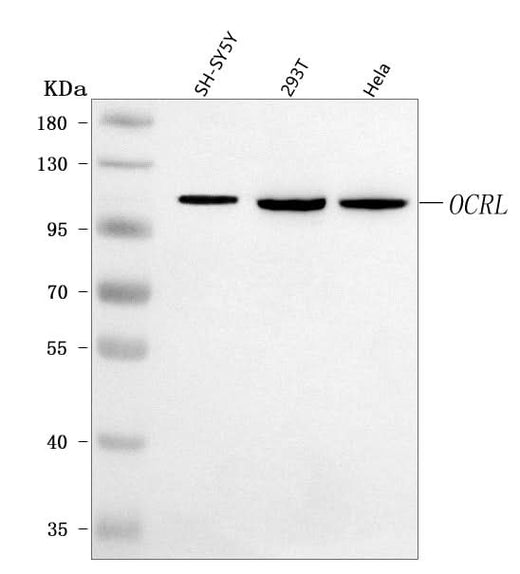 Anti-OCRL Antibody Picoband® Boster Bio