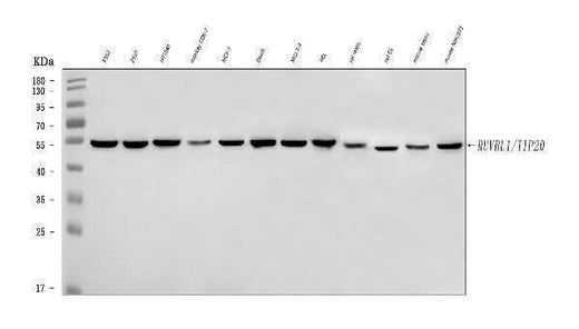 Anti-TIP49A/RUVBL1 Antibody Picoband® Boster Bio