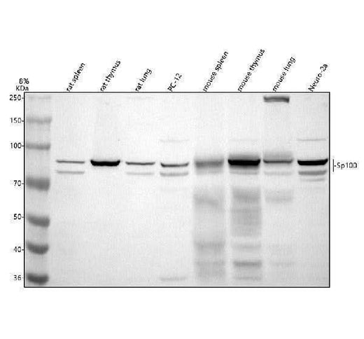 Anti-SP100 Antibody Picoband® Boster Bio