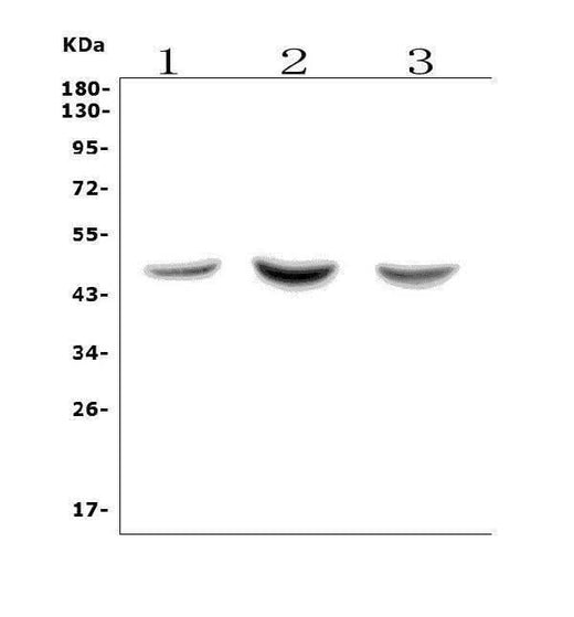 Anti-ASAH1 Picoband® Antibody Boster Bio