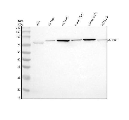Anti-MASP1 Antibody Picoband® Boster Bio