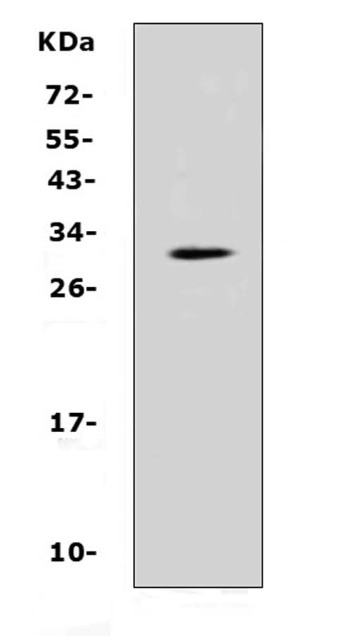 Anti-IL17F Antibody Picoband® Boster Bio