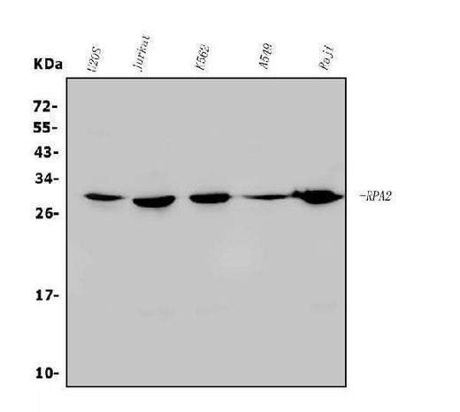 Anti-RPA32/RPA2 Antibody Picoband® Boster Bio