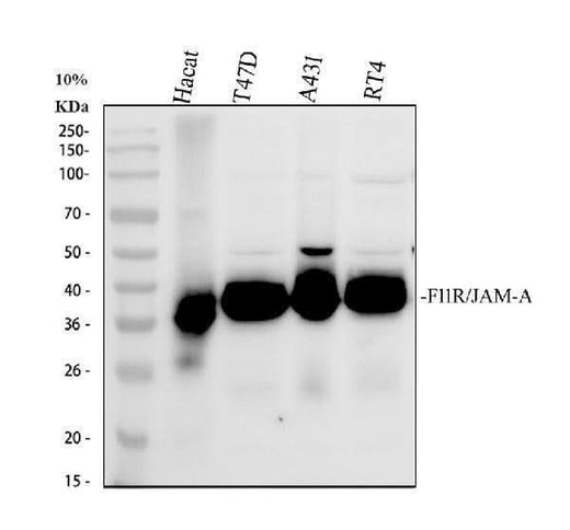 Anti-JAM-A/F11R Antibody Picoband® Boster Bio