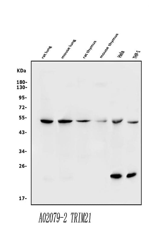 Anti-TRIM21/SS-A Antibody Picoband® Boster Bio