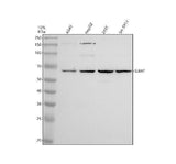 Anti-SIAH1 Antibody Picoband® Boster Bio