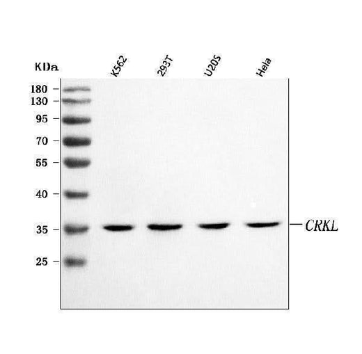 Anti-CRKL Antibody Picoband® Boster Bio