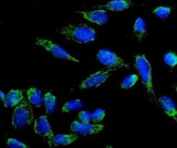 Anti-beta 3 Adrenergic Receptor/ADRB3 Antibody Picoband® Boster Bio