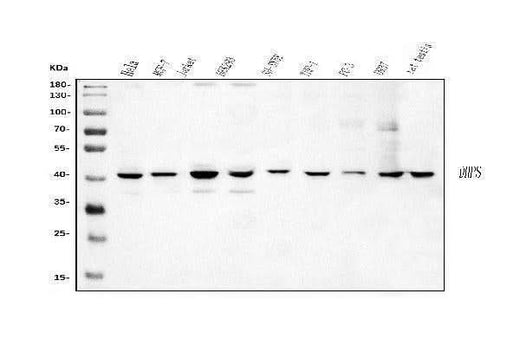 Anti-DHPS/DHS Antibody Picoband® Boster Bio
