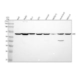 Anti-SHB Antibody Picoband® Boster Bio
