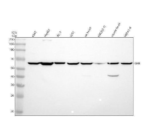 Anti-SHB Antibody Picoband® Boster Bio