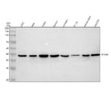 Anti-HIF1AN Antibody Picoband® Boster Bio