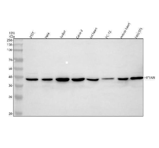 Anti-HIF1AN Antibody Picoband® Boster Bio