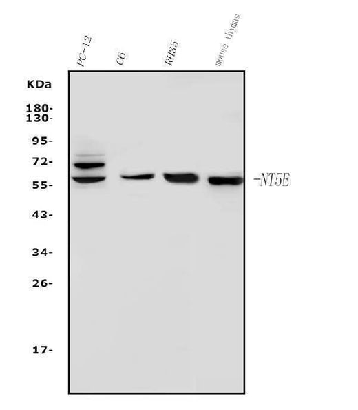 Anti-CD73/Nt5e Antibody Picoband® Boster Bio
