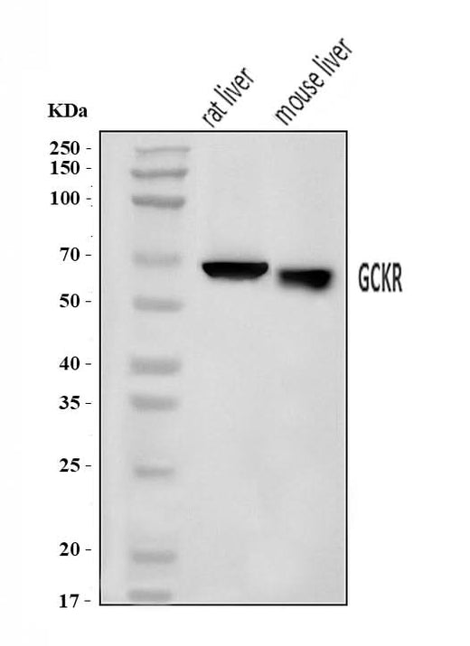Anti-GCKR Antibody Picoband® Boster Bio