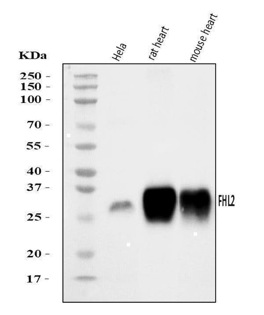 Anti-FHL2 Antibody Picoband® Boster Bio