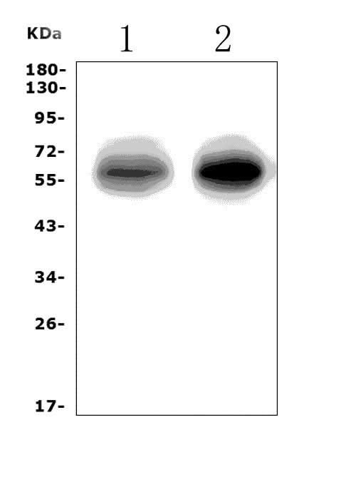 Anti-EAAT1/SLC1A3 Picoband® Antibody Boster Bio