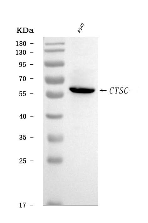 Anti-CTSC Antibody Picoband® Boster Bio