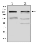 Anti-Gastric Mucin/MUC6 Antibody Picoband® Boster Bio